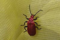 Pyrochroa serraticornis