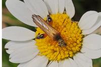 Oedemera podagrariae