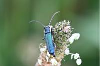 Anogcodes seladonius