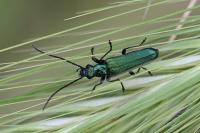 Anogcodes seladonius