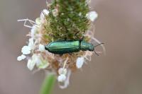 Psilothrix viridicoerulea