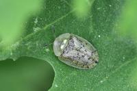Cassida nebulosa