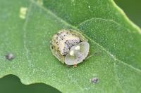 Cassida nebulosa