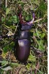 Lucanus cervus