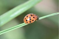 Subcoccinella vigintiquatuorpunctata