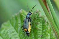Clanoptilus elegans