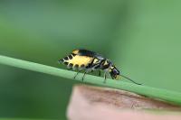 Clanoptilus elegans