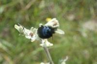 Chrysolina