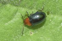 Podagrica fuscipes