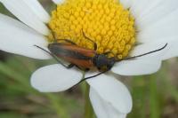 Stenurella melanura