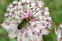 Anogcodes seladonius