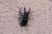 Lucanus cervus
