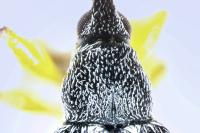 Pseudapion moschatae