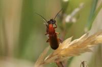 Rhagonycha fulva