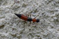 Paederus littoralis