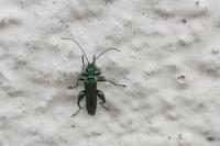 Oedemera nobilis