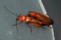 Rhagonycha fulva