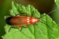 Rhagonycha fulva