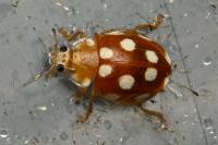 Vibidia duodecimguttata