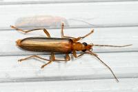 Nacerdes carniolica