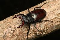 Lucanus cervus