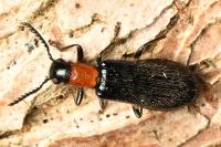 Tillus elongatus