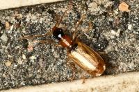 Demetrias atricapillus