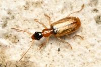 Demetrias atricapillus