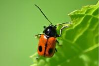 Cryptocephalus bipunctatus