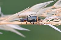 Axinotarsus pulicarius
