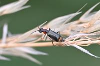 Axinotarsus pulicarius