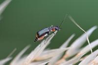 Axinotarsus pulicarius
