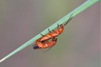 Rhagonycha fulva
