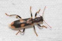 Opilo mollis