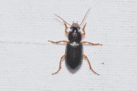 Ophonus ardosiacus