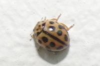Tytthaspis sedecimpunctata