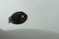 Exochomus quadripustulatus