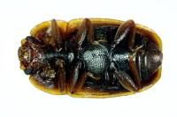 Epuraea limbata