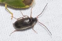 Hymenalia rufipes