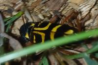 Xylotrechus arvicola