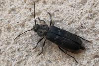 Hylotrupes bajulus