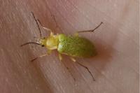 Cteniopus sulphureus