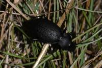 Carabus coriaceus