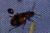 Lebia cruxminor