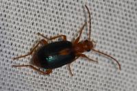 Brachinus sclopeta