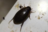 Colymbetes fuscus
