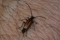Stenurella melanura