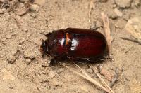 Oryctes nasicornis