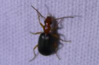Brachinus