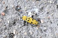 Chlorophorus glabromaculatus
